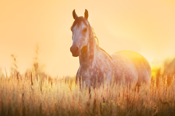 Grey stallion portrait at sunrise light