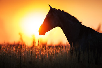 Grey stallion portrait at sunrise light