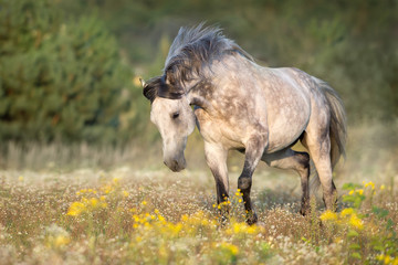 White arabian stallion with long mane run gallop on meadow