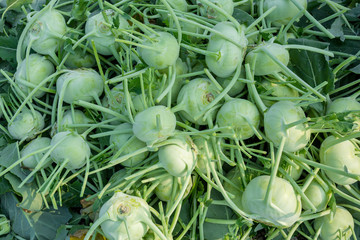 Kohlrabi cabbage vegetables have been arranged for export. Close-up views.
