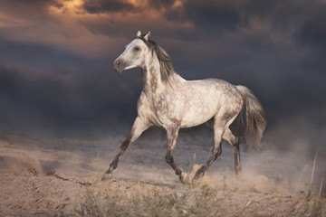 White arabian horse run in desert at sunset