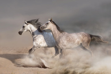 Fototapeta na wymiar White horse herd galloping on sandy dust
