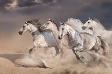White  horse herd  galloping on sandy dust
