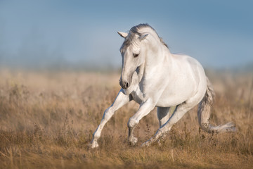 White lusitano horse run in autumn field