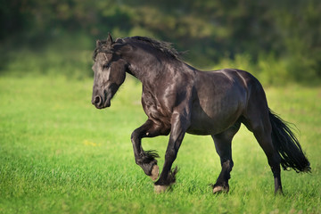 Frisian horse free run in green grass