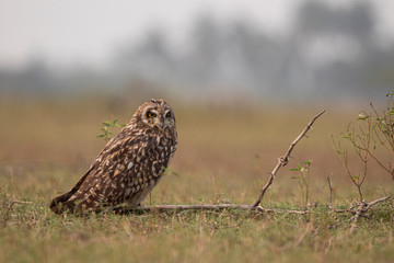 Short-eared owl in a open landscape
