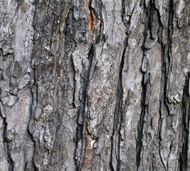 Tree bark texture