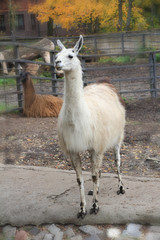 Animal llama in a farm corral. © kremldepall