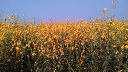 Jpeg,yellow,field,nature,flower,sky,spring,summer,plant,green