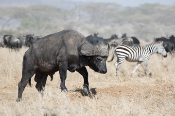 adult male African buffalo walking on the savannah