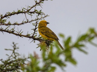 Holub's Golden Weaver in the rains. Nairobi National Park, Kenya.