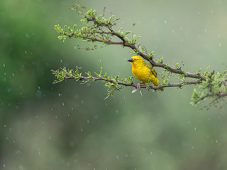 Holub's Golden Weaver in the rains. Nairobi National Park, Kenya.