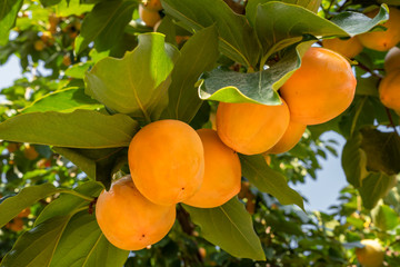Ripe persimmons close up at Persimmon tree
