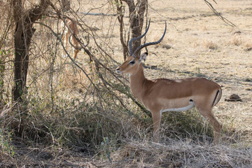 Naklejka na ściany i meble impala male standing under a small tree in the savannah