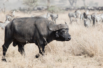 large adult male African buffalo walking on the savannah