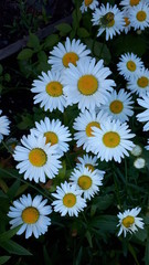 Fototapeta premium White daisies. Summer. Daisy field