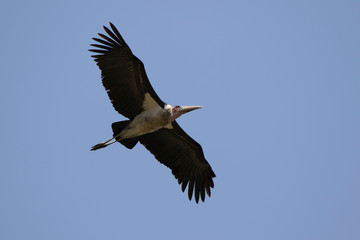 marabou stork  soaring over the savannah