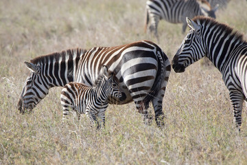 Fototapeta na wymiar male, female and foal plains zebra standing in the savannah