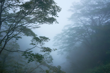 Obraz na płótnie Canvas 霧の森の風景。