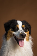 Australian Shepherd dog against brown studio background
