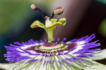 Passionsblume mit Wassertropfen