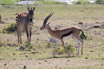 Fototapeta na wymiar Thompsons gazelle male walking across the dry savannah