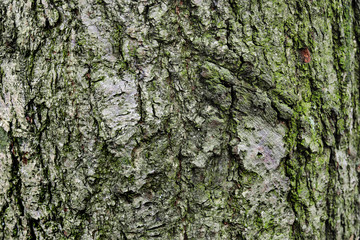 Moss on tree bark