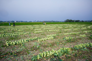 Fototapeta na wymiar Rows of harvested kohlrabi vegetables have been laid on the ground.