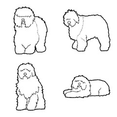 Old English Sheepdog Animal Vector Illustration Hand Drawn Cartoon Art