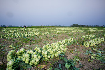 Rows of harvested kohlrabi vegetables have been laid on the ground.