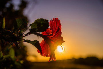 Hibiscus with sunset