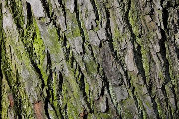 Bark texture