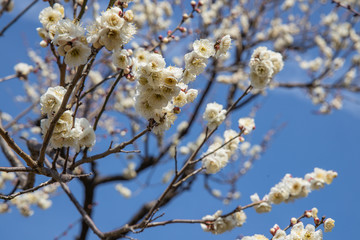 梅：Prunus mume