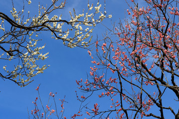 梅：Prunus mume