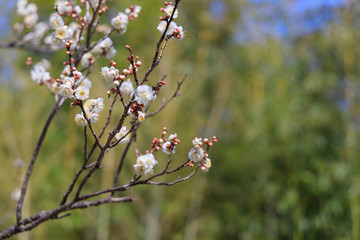 梅：Prunus mume