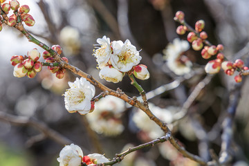 梅：Prunus mume