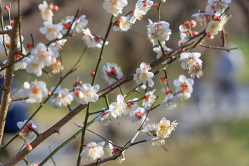 梅：Prunus mume