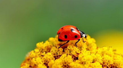 Ladybug on yellow flowers.