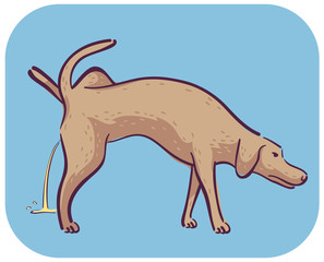 Dog Symptom Excessive Peeing Illustration