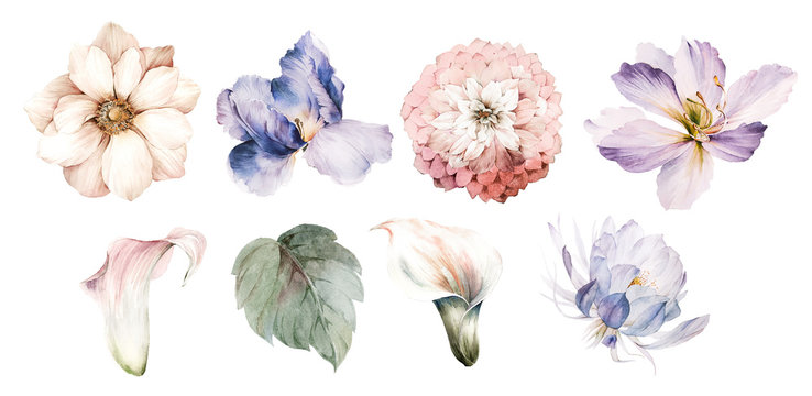 Flowers watercolor illustration.Manual composition.Big Set watercolor elements.