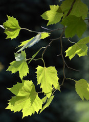 green grapes on vine