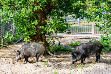 Wild boars in a corral at farm