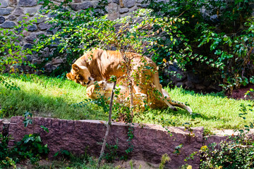 Two lionesses (Panthera leo) playing among the green vegetation