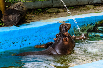 Fototapeta na wymiar Hippopotamus (Hippopotamus amphibius). Young female of the hippo in water