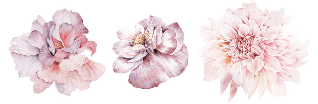 Naklejki Flowers watercolor illustration.Manual composition.Big Set watercolor elements.