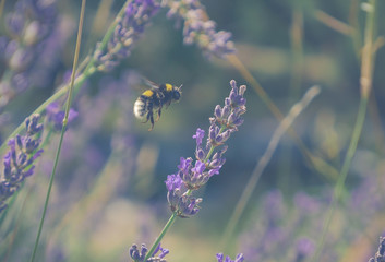 save the bees