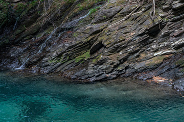 The flower in the garden