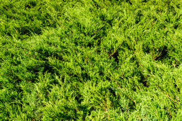 Background of the evergreen juniper bushes. Natural pattern