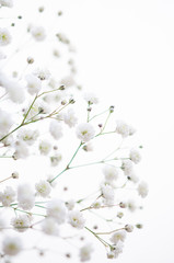 カスミソウ 白背景 右側にコピースペース