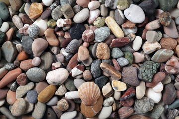 Gravel pattern of colored stones with shell. Abstract nature pebbles background.Small sea stones on the beach, vacation at sea. Top view 